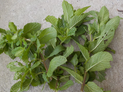 ミントを収獲して食べることにしました。