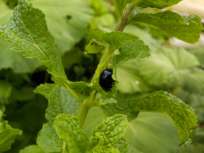 ミントの害虫をみつけました。