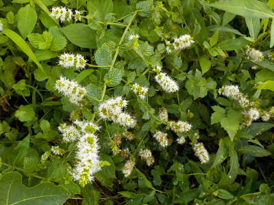 ミントの花が大量に咲いています。