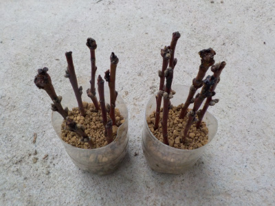 桃の挿し木をしました。