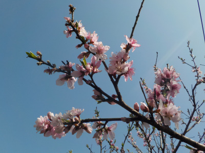桃の花が咲きました。