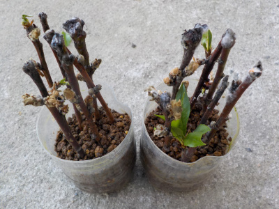 桃の挿し木はカビちゃったかな？