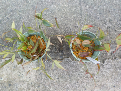 南天の挿し木をしました。