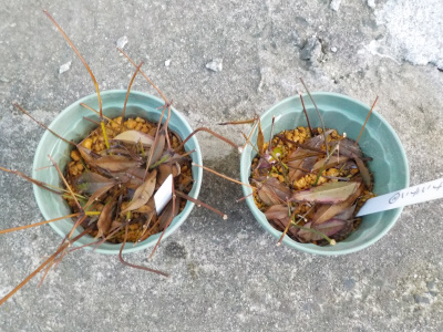 挿し木の南天は葉っぱが全部落ちました。