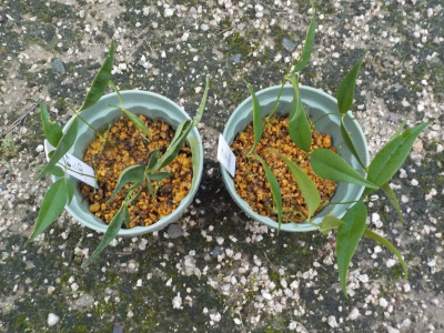 南天の挿し木は木の太い部分を使うんですね。