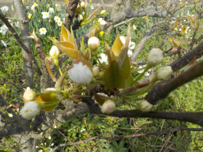 もうすぐ梨の花が咲きます。