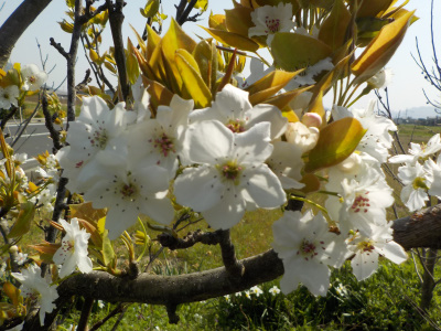梨の花が咲いたので受粉しました。