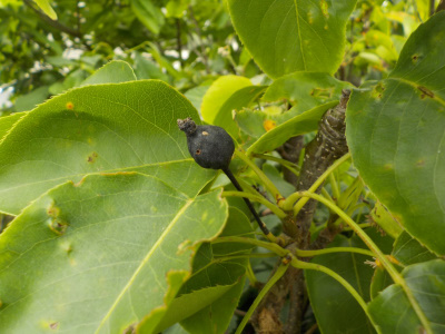 梨の黒い実が多くありました。