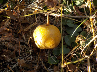 梨が収獲時期になりました。