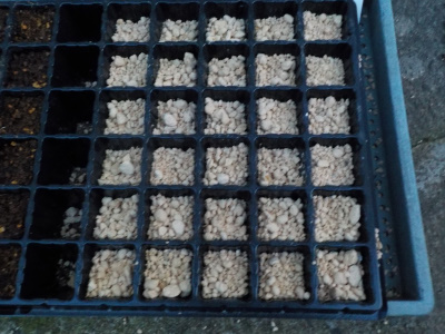 ダイソーで買ったネギの種蒔き