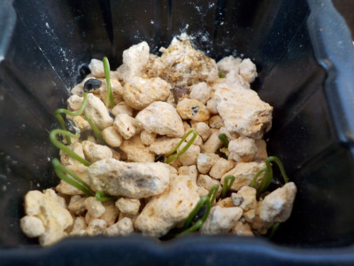 小さいネギが沢山出ました。