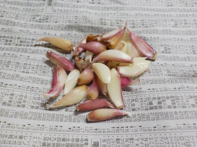 にんにくの味噌漬けを作りました。