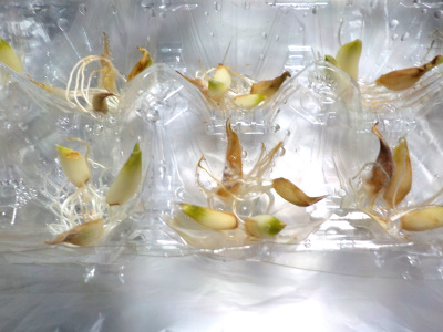 冷蔵庫のニンニクに根っこが出てたので水耕栽培にしました。