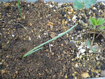 ニンニクを苺のプランターに植えました。