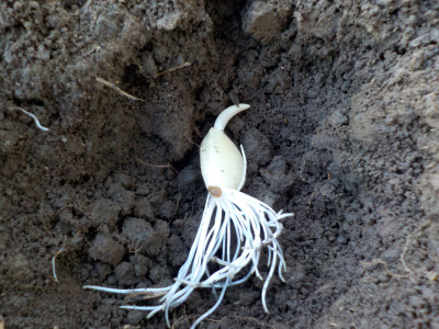 根っこの出たニンニクを植えました。