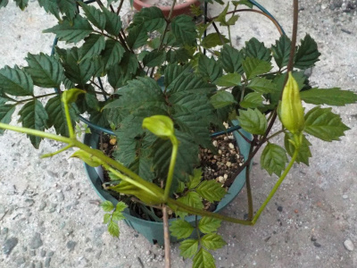 鉢植えのノウゼンカズラにツボミがありました。