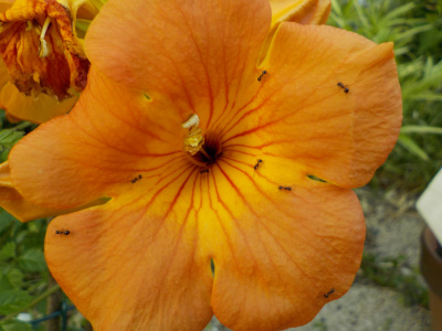 ノウゼンカズラの花にアリがたかっていました。