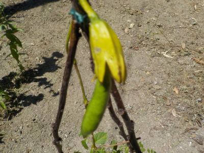 ノウゼンカズラに豆が出来ました。