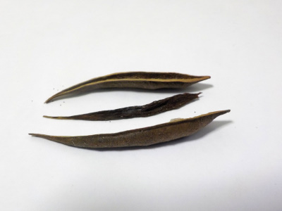 ノウゼンカズラに豆が入っていませんでした。