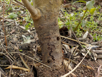 大きく育っていたオリーブが枯れました。Insects eat olive trees
