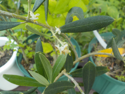 去年と同じで、今年もオリーブで開花したのはこの1本だけです。