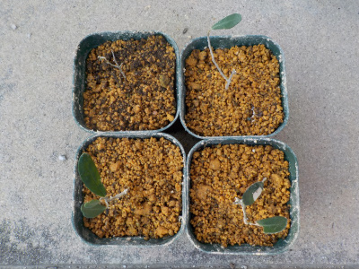 去年挿し木したオリーブを鉢上げしました。