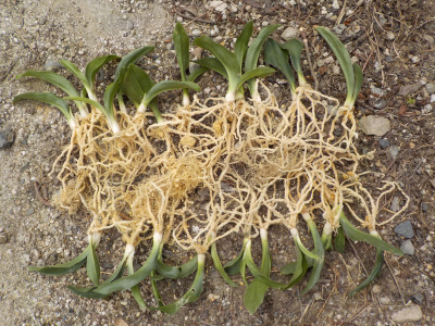 オモトの植替えをやっとしました。