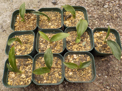 オモトの植替えをやっとしました。