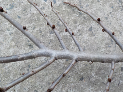 ポポーの枝に花っぽい小さいのがありました。