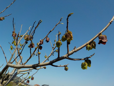 ポポーの花が沢山咲いています。