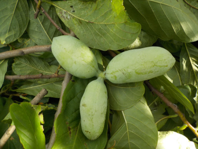 ポポーをバサバサ切りました。