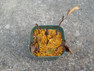 ポポーの挿し木は失敗しました。