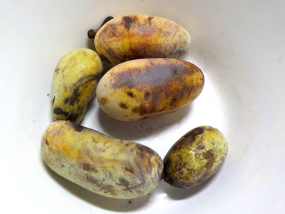 ポポーが木の下に落ちていました。