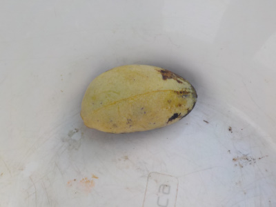 ポポーが木から落ちる前に収獲したいです。