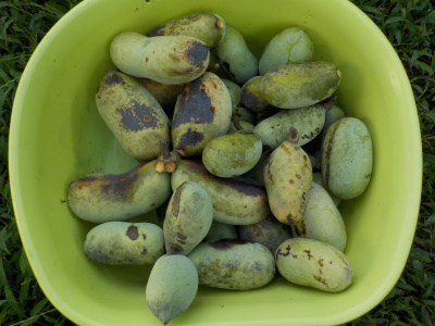 風が強かったのでポポー大量収獲です。