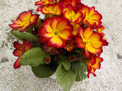 プリムラを育てることにしました。grow primula