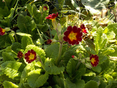 以前から庭にあるプリムラが咲きました。grow primula