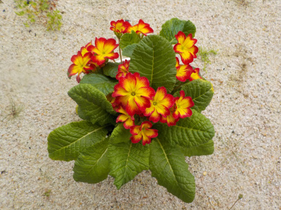 プリムラがまだ咲いています。