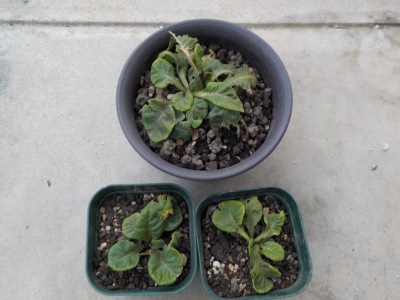 プリムラを株分けしました。