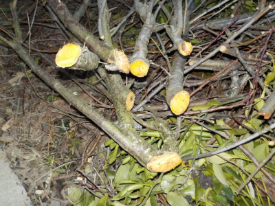 プルーンの枝をノコギリで切りました。