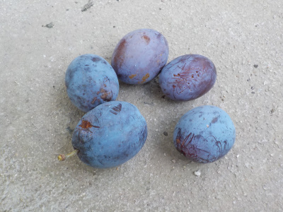 プルーンが美味しくなりました。