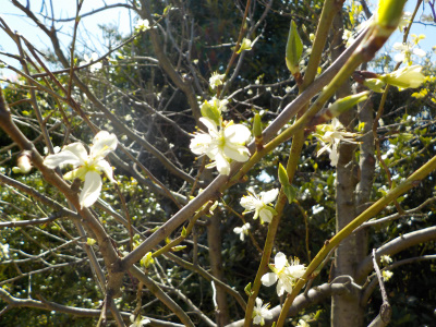 プルーンの小さな花が開花中です。