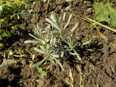 挿し芽のラベンダーを地植えにしました。