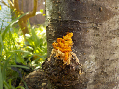 春になったらさっそくテッポウムシが動き出しました。