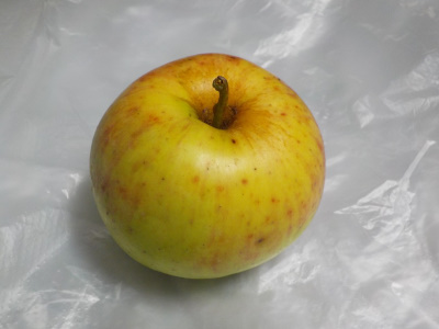 リンゴが落ちていたので拾って食べました。