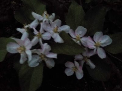 japan 夜にリンゴの花が目立っていました。 9月