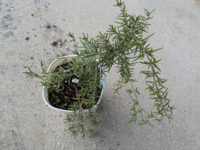 ローズマリーの挿し木をしました。