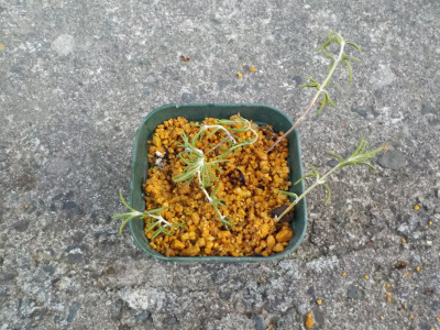 ローズマリーの挿し木をしました。