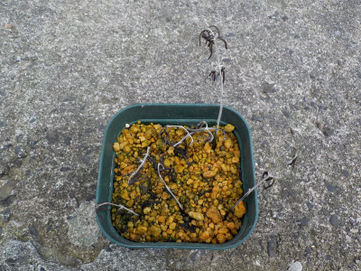 ローズマリーは簡単に増やせると思っていました。