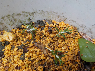 ローズマリーは簡単に増やせると思っていました。